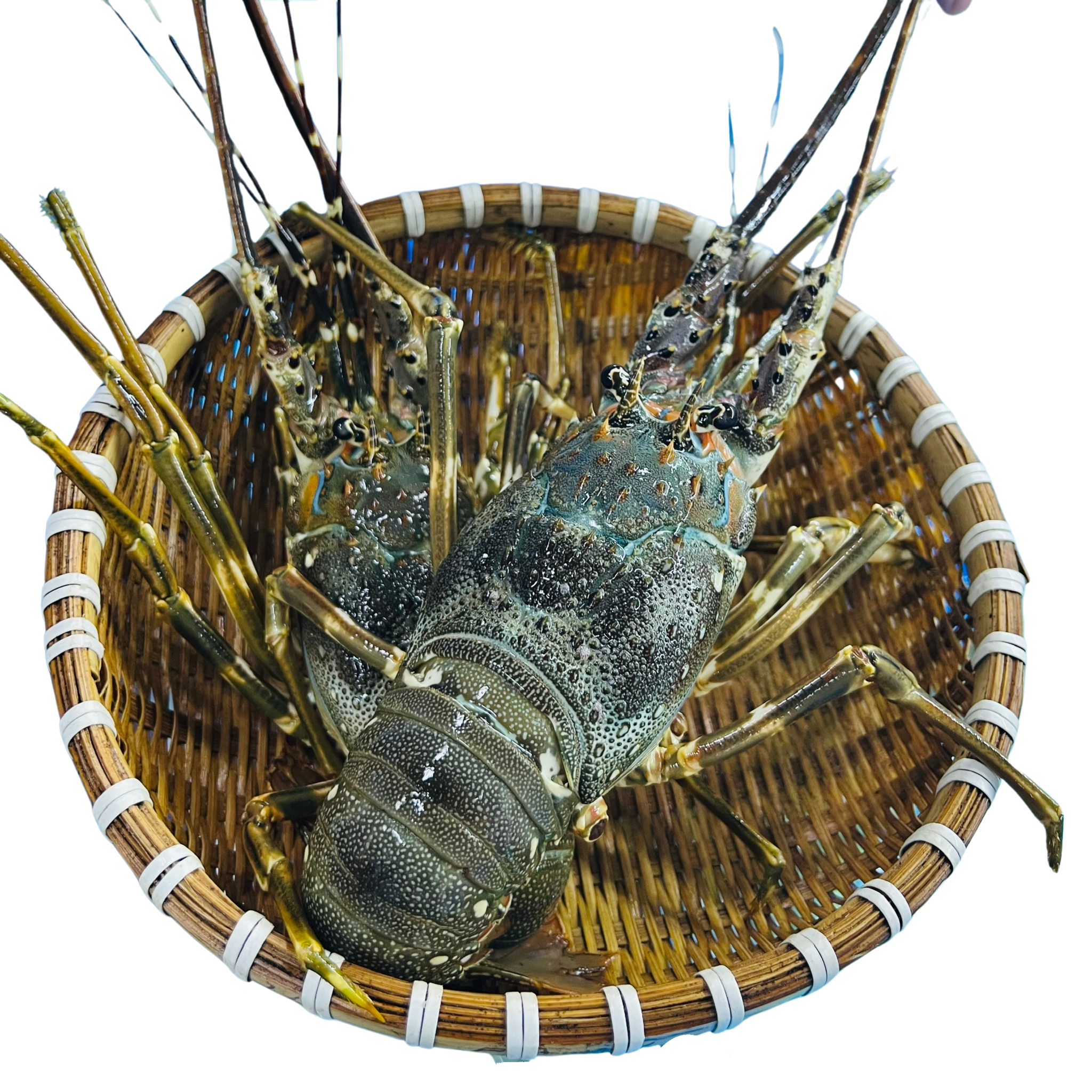 Tôm Hùm Xanh Sống - Hình 1